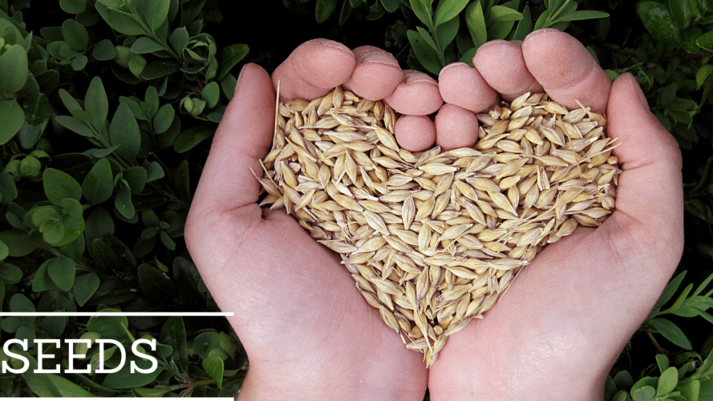 seeds