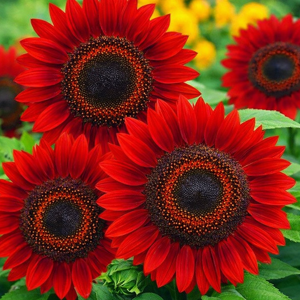 Rare sunflower seeds